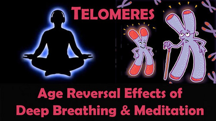 TELOMERES: Age Reversal Effects Of Deep Breathing & Meditation