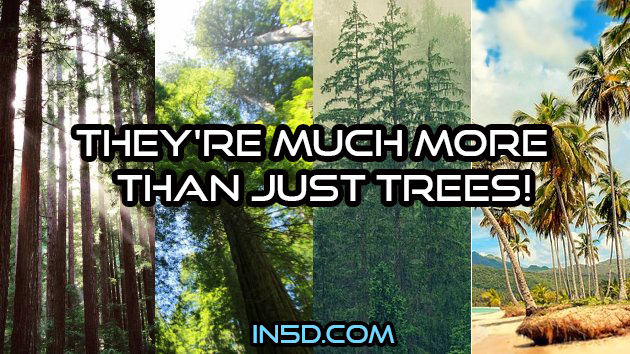They're MUCH MORE Than Just Trees!