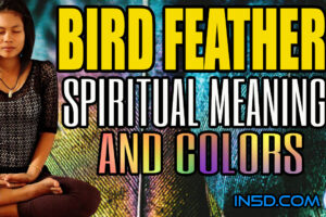 Bird Feathers – Spiritual Meanings and Colors