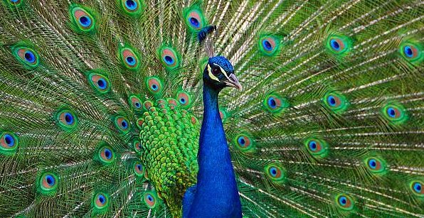 27. Take inspiration from the peacock to appreciate the power and beauty of self-expression and individuality.