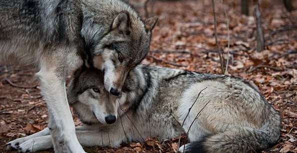 Learn from the wolf to value the importance of loyalty and teamwork in achieving shared goals.