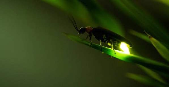 Follow the example of the firefly to understand the beauty and value of simple acts of kindness and generosity.