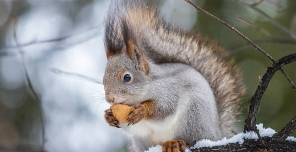 28. Follow the squirrel's lead and prepare for the future by saving and storing resources.