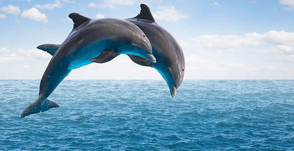 31. Watch the dolphin to learn about playfulness and joy.