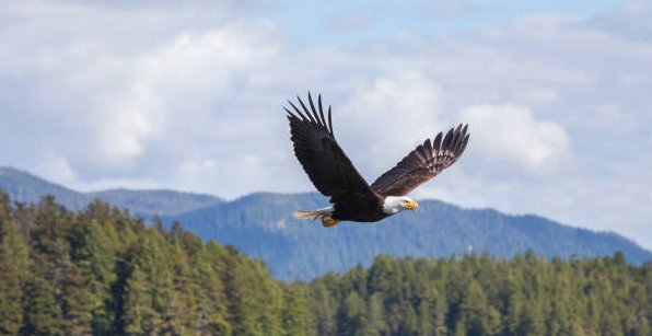 29. Watch the eagle soar to be reminded of the importance of taking a broad perspective.