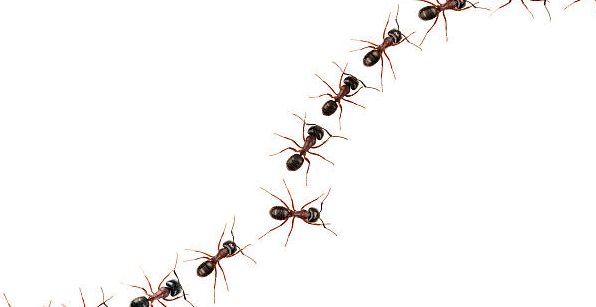 30. Follow the trail of the ant to learn about teamwork and the importance of cooperation.