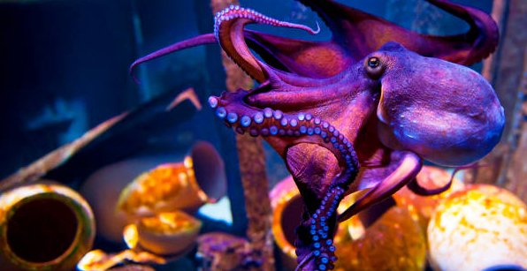 Be adaptable like the octopus, which can change its shape and color to blend in with its surroundings and evade predators.
