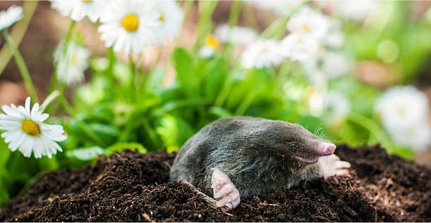 Optimize your planting location by selecting areas where moles dig, as they indicate fertile soil.