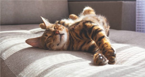 Embrace calmness by sleeping where your cat loves to rest.