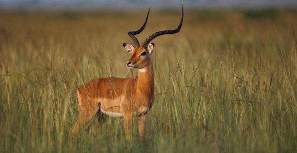 Learn from the antelope to value the importance of staying alert and vigilant in times of danger.