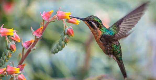 Take inspiration from the hummingbird to live in the present moment and savor life's sweet moments.