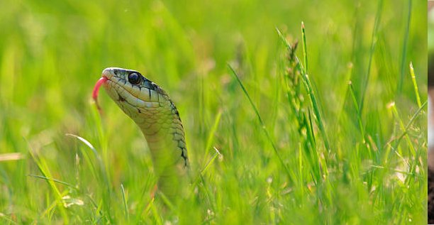 Build your house on stable ground by observing where snakes like to warm themselves.