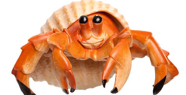 Follow the example of the hermit crab to know when it's time to leave behind an old shell and embrace new possibilities.