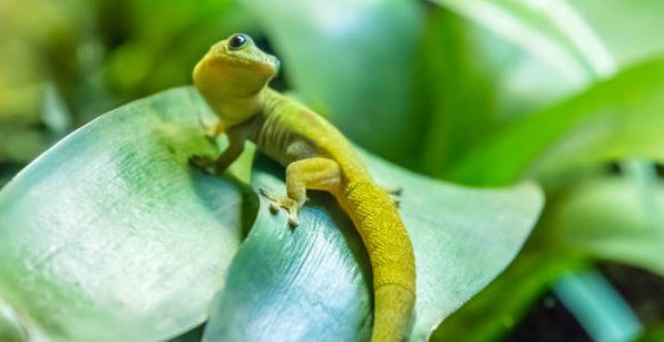 Observe the gecko to learn about the power of adaptation and versatility.