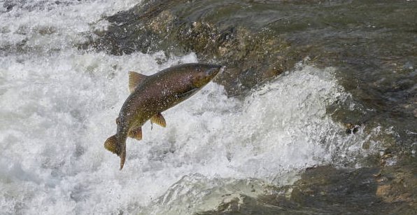 21. Follow the example of the salmon to learn about the power of determination and resilience in the face of obstacles.