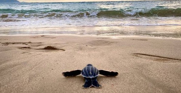 19. Take inspiration from the sea turtle to appreciate the importance of rest and relaxation in a busy life.