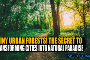 Tiny Urban Forests! The Secret To Transforming Cities Into Natural Paradise