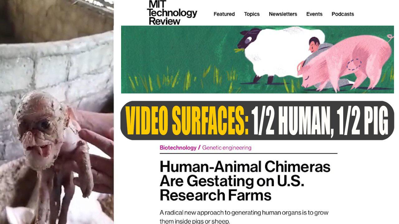 Shocking Chimera Video Surfaces: 1/2 Human, 1/2 Pig