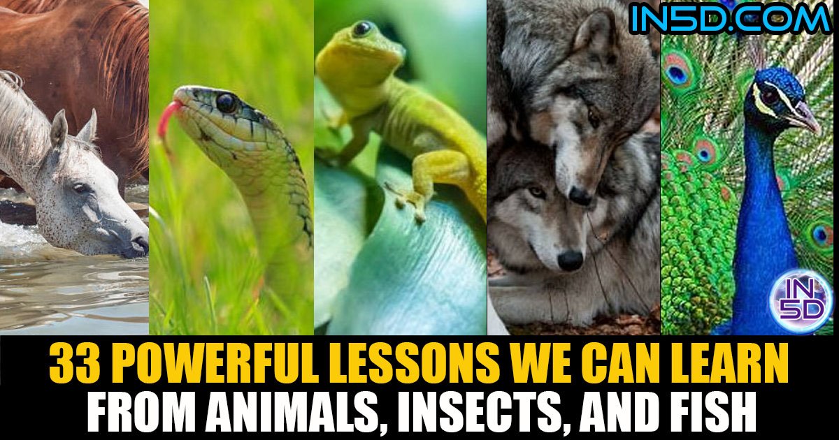 33 Powerful Lessons We Can Learn From Animals, Insects, and Fish