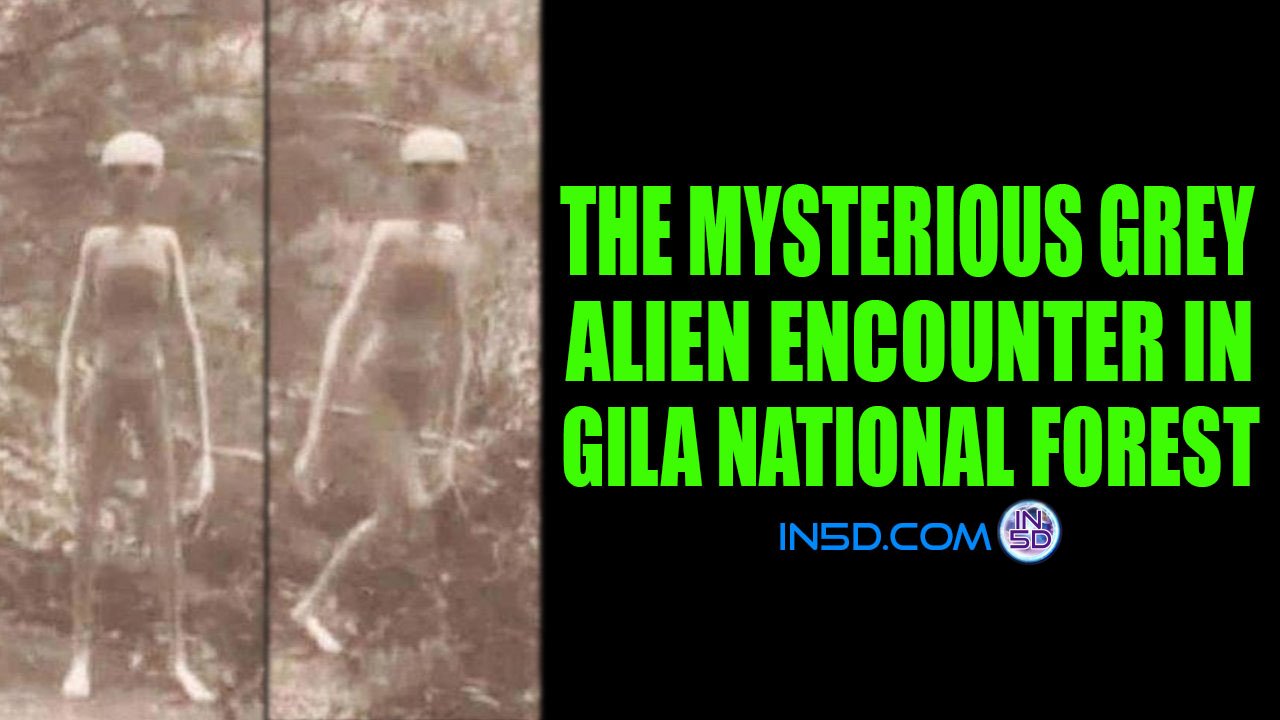 The Mysterious Grey Alien Encounter in Gila National Forest