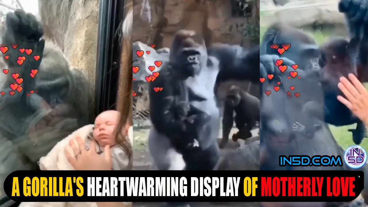 A Gorilla's Heartwarming Display of Motherly Love