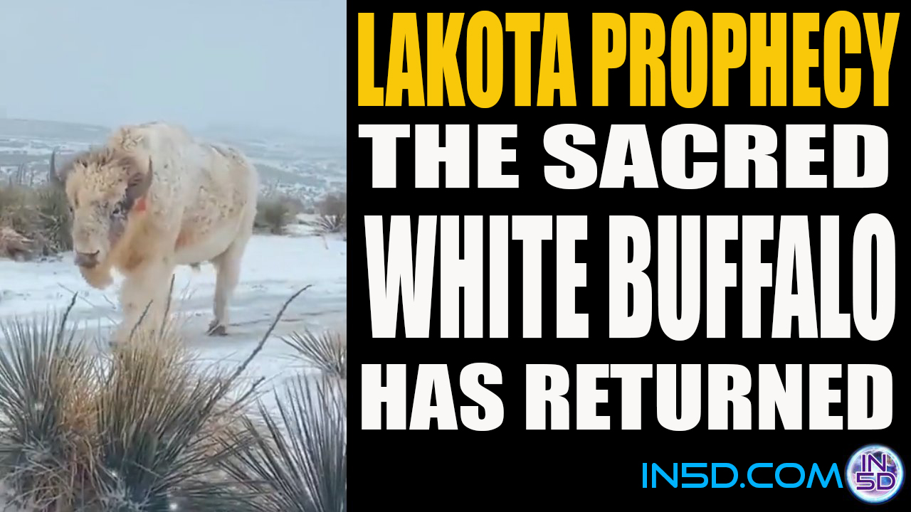 Lakota Prophecy: The Sacred White Buffalo Has Returned